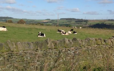 Local Area Geography Walk